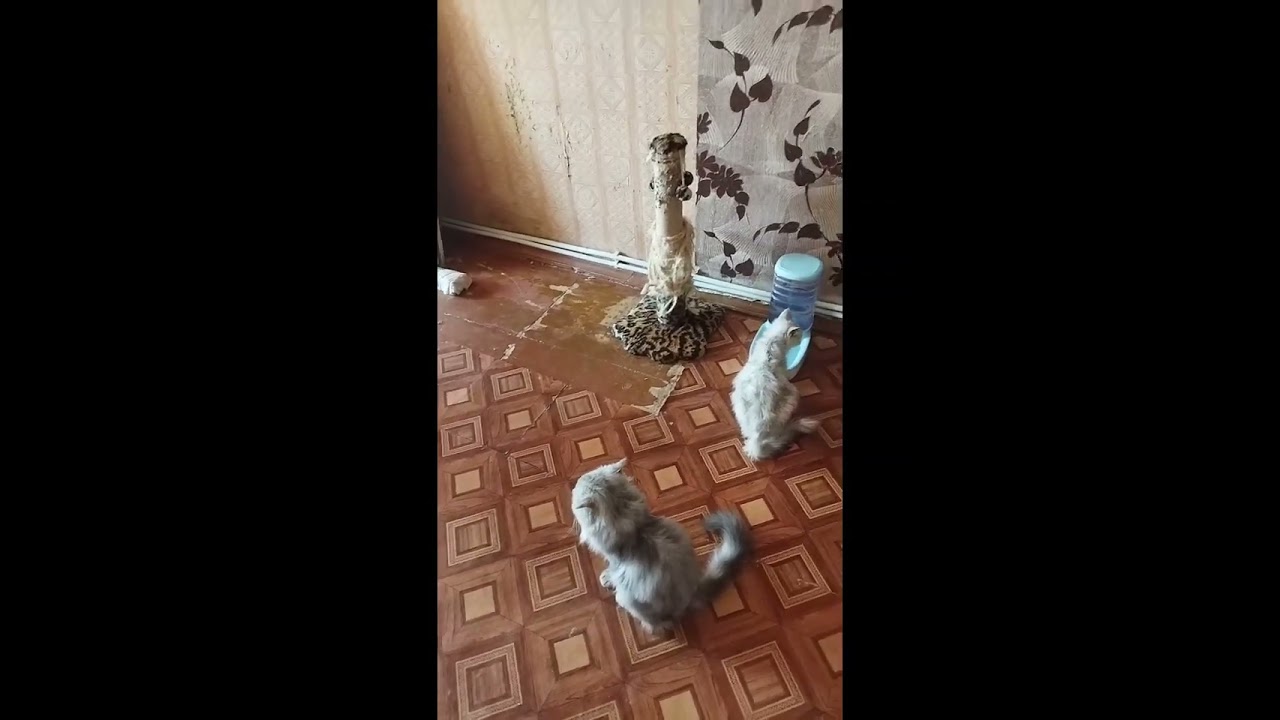 ПОДАРКИ ПУШИСТИКАМ ❤️❤️❤️