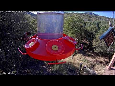 Brilliant Male Anna's Hummingbird Visits the West Texas Nectar Feeder – Nov. 22, 2019