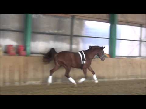 *2013 Stute von Sir Fidergold - Con Capitol