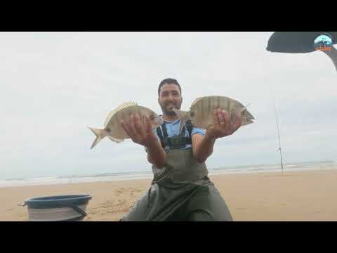 العودة إلى مصيد شاطئ ‏العائلة رفقة الأصدقاء 🎣😎￼