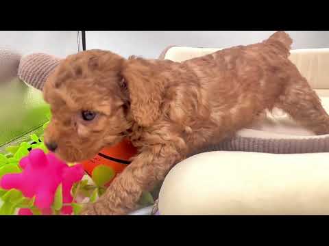 子犬の動画