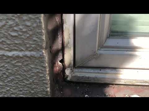 Ants Keep Pestering the Business Owner in Lakewood, NJ