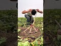 The process of digging sweet potatoes with the multi head rake