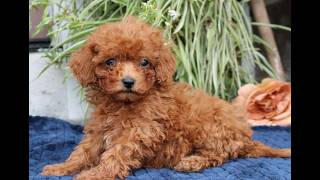 Video preview image #1 Cavapoo (Miniature) Puppy For Sale in NARVON, PA, USA