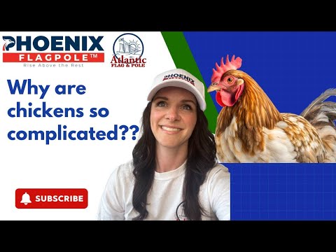 Why Are Chickens So Complicated??
