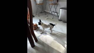 Video preview image #1 Dachshund Puppy For Sale in San Antonio, TX, USA