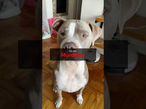 murder mystery 2 EN VIDA REAL SJKSKSJSJ