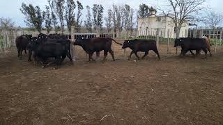 50 Vaquillonas de 250 kg - Vittori Ercazti - Plaza Ganadera