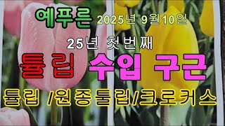 25년9.10) 수입 튤립 구근 판매