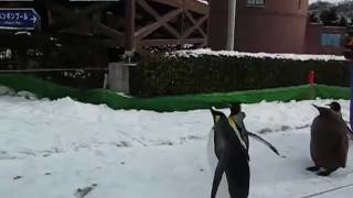 preview picture of video 'Penguin parade at Hokkaido Noboribetsu Marine Nixe 北海道登別Marine Nixe 企鵝巡遊'