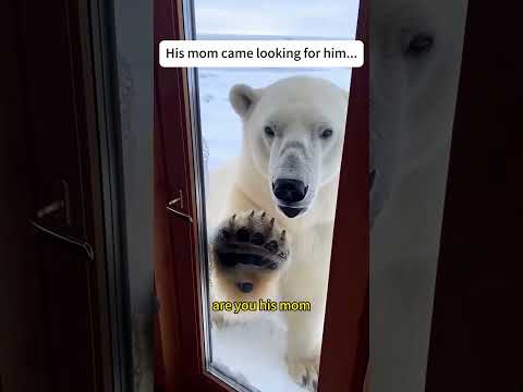 A polar bear cub fell into the water.#bear #rescue #dog #cute #shorts