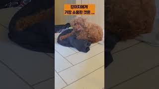 강아지에게 가장 소중한 것은...