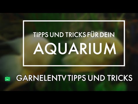 Der Hafer bei atopitscheskom die Hautentzündung Wie das Ekzem ansprechen