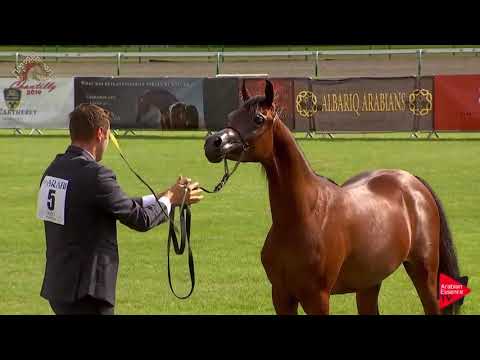 N.5 ROYAL ASSELAH - Chantilly 2019 AHO World Cup - Yearling Fillies (Class 1A)