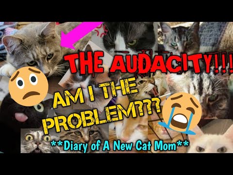 Cat Questions: WHY DOESN'T SHE WANT TO CUDDLE WITH ME??? **New Cat Mom Life**