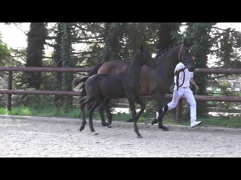 Kjento X Glock's Toto Jr