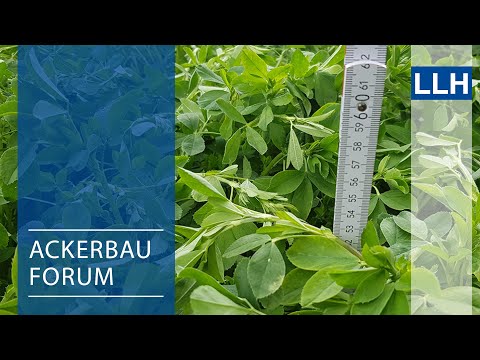 Crop Forum - Successful Lucerne Cultivation (Part 1)
