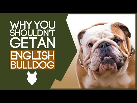 ENGLISH BULLDOG! 5 reasons you SHOULD NOT GET A English Bulldog