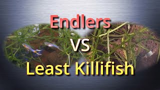 Endlers VS Least Killifish