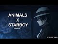 Animals X Starboy L Full Version Aviral Kapasia