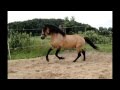 Falbe Buckskin Andalusier Hengst Zu Verkaufen