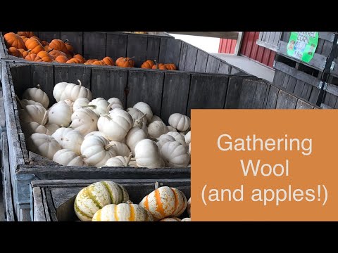 Gathering Wool (and apples!)
