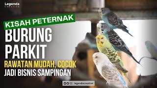 Download lagu Burung Parkit, Perawatan Mudah, Pakan Murah, Cocok Jadi Bisnis Sampingan mp3