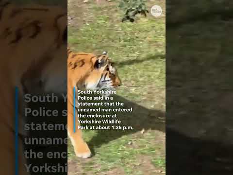 Visitors evacuate wildlife park after man dies in tiger attack