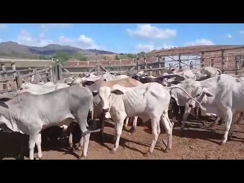 32 Bezerros Nelores na Balança Viva a 13 reais em Borborema/ Paraíba. Whatsapp 84 99810 2784*#gado 