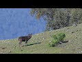 Sambar Observation Sambar Stag In 4K Ascending From Nocturnal Feeding Ground