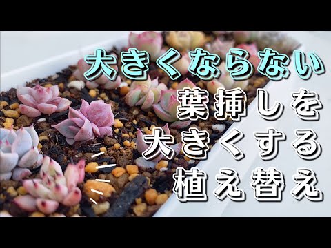 この春、多肉植物の植え替えはいつ頃できるでしょうか？植え替えを成功させるための重要なステップ  庭園