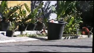 Download lagu Bungaku mp3