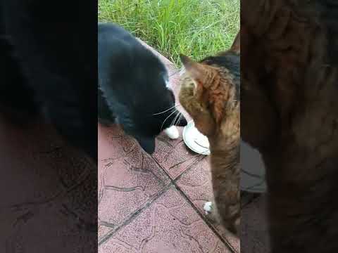 Cats playing with a fish #shorts