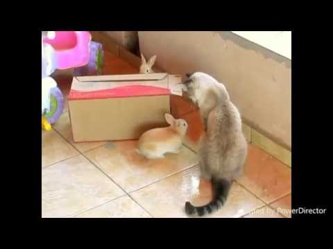 Gata cuidando de coelhinhos!