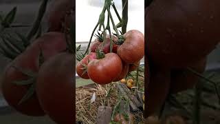 Томат Диво дивное: отзывы, описание сорта, фото, видео, отзывы ...