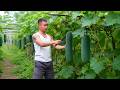 Businessman Harvests Giant Winter Melons To Sell At The Market Peaceful Rural Life