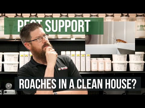 What Causes Roaches in a Clean House? | Pest Support