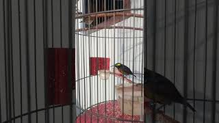 Download lagu Konin isian kenari mp3 Download lagu Konin isian kenari mp3