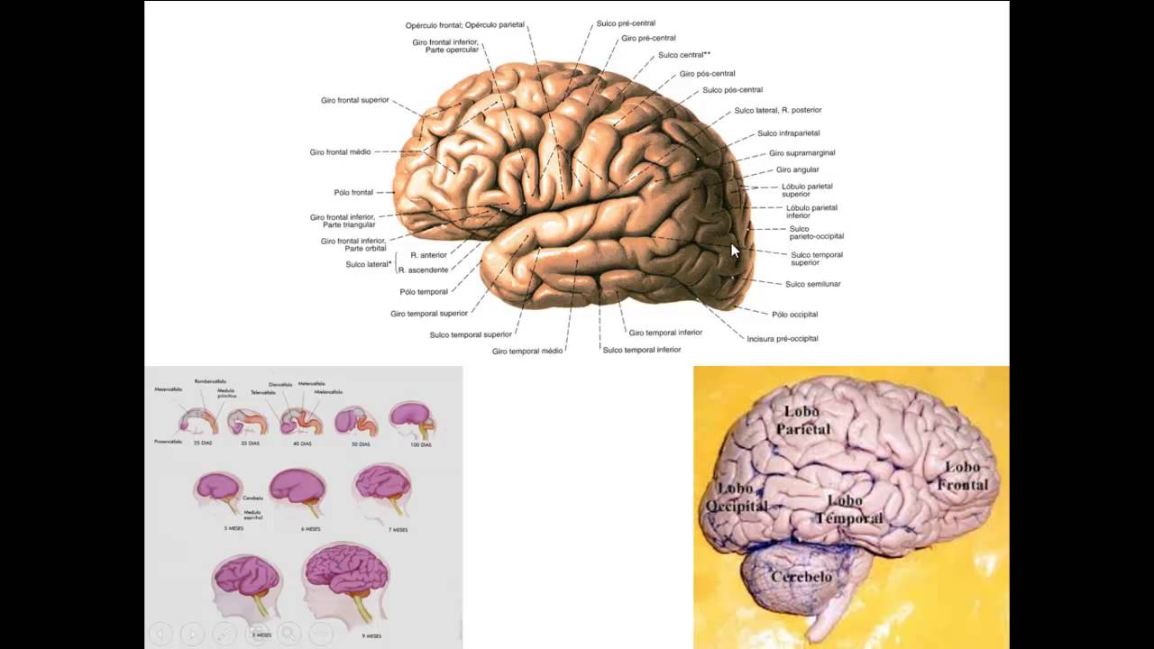CÓRTEX CEREBRAL PARTE 1 - INTRODUÇÃO