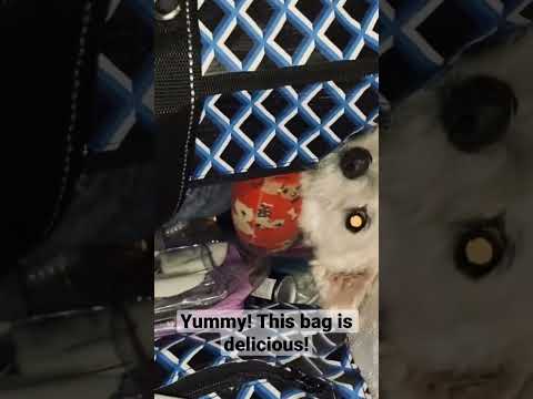 Cute Video of DEMON Dog Eating Bag! Adorable!  #Best Dog Videos