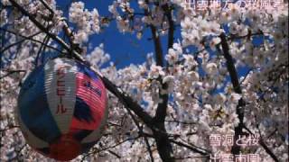 preview picture of video '出雲地方の桜写真集　Sakura Cherry Blossom in Matsue, Japan'