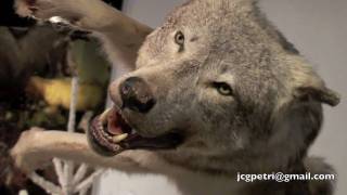preview picture of video 'Parc Animalier des Pyrenées (Lourdes Pirineos-3ªParte)'