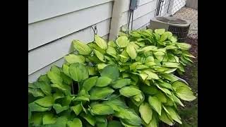 HOW TO KEEP RABBITS FROM EATING HOSTAS