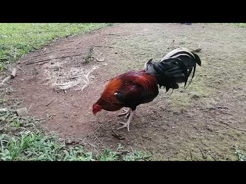 inbreed Cecil davis kelso broodstag