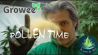 Pollen Collection Time!