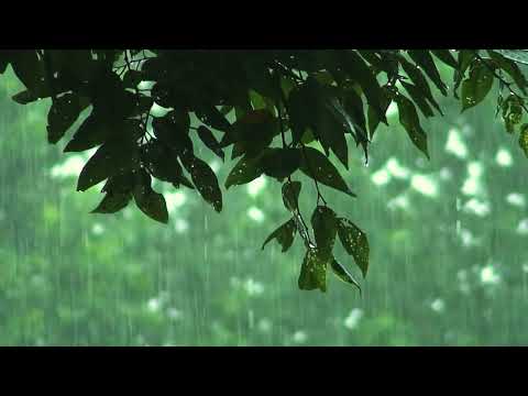 [4K ASMR] Peaceful Rain Walk in Forest Road | Relax Mind, Relieve Stress & Fall Asleep Fast