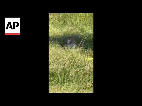 Monkeys escape from overturned truck on Mississippi highway
