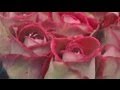 Dutch Florists FloraHolland Set For Valentine S