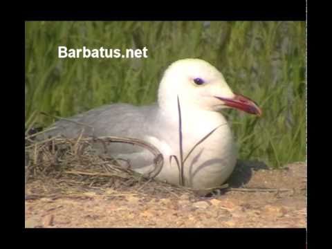 Gaviota audouín ( Larus audoinii )