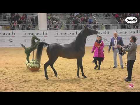N 36 D IBN RASHEEM   VERONA 2022 International Show   Stallions 4 6 Years Old Class 9